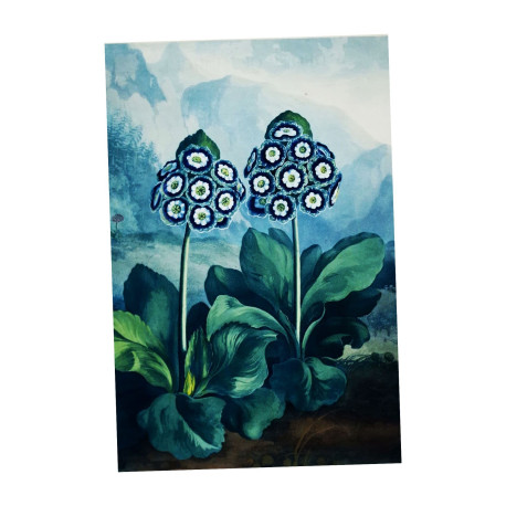 Auriculas Vintage Botanical Plants - Metal Sign