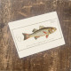 Bass fish - Metal Vintage Wall Sign