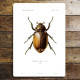 Beetle Botanical Insect - Metal Botanical Wall Sign