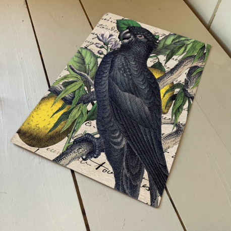 Black Parrot- Metal Humour Wall Sign