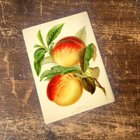 Botanical plate  Peaches, Royal George  - Metal Wall Sign