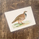 British Game Birds Red Leg Partridge - Metal Humour Wall Sign