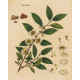 Camellia sinensis Tea Plant  - Metal Humour Wall Sign