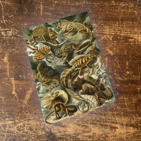 Ernst Haeckel Lizard Metal  Wall Sign