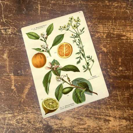 Fruit Orange and Lemon  Botanical Flower illustration Metal  Wall Sign