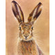 Hare Illustration - Metal Botanical Wall Sign plaque