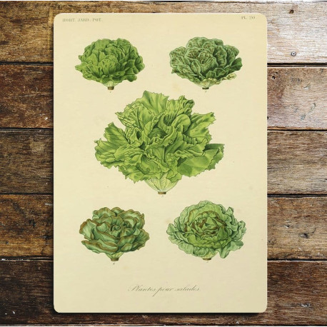 Lettuce botanical drawings botanical illustration Metal  Wall Sign