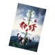 Limodoron Vintage Botanical Plants - Metal Sign