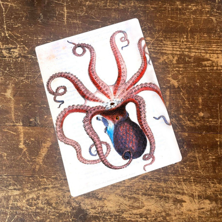 Octopus Illustration - Metal Botanical Wall Sign (1)