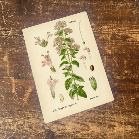 Oregano Herb flowers Botanical Vintage Illustrations Metal sign