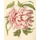 Peony illustration botanical illustration  Metal  Wall Sign