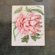 Peony illustration botanical illustration  Metal  Wall Sign