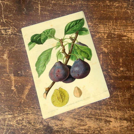 Plums,leaves and seedstone, beautifully illustrated  - Metal Wall Sign