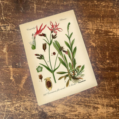 Ragged Robin Herb flowers Botanical Vintage Illustrations Metal sign