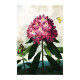 Rhododendron Vintage Botanical Plants  - Metal Sign