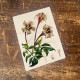 Rothmannia longiflora Flowers  - Metal Botanical Wall Sign