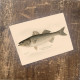 Striped Bass Fish - Metal Vinatge Wall Sign