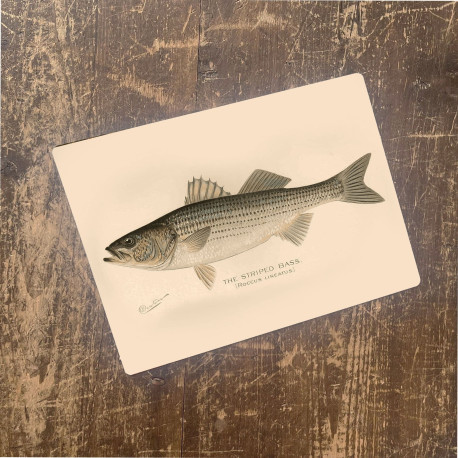 Striped Bass Fish - Metal Vinatge Wall Sign