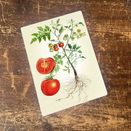 Tomato botanical illustration Metal  Wall Sign