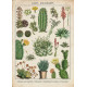 Vintage Botanical Cactus Catci Succulents - Metal Art Wall Sign