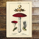 Vintage Botanical Fungi Mushrooms - Metal Art Wall Sign