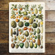 Vintage Botanical Kitchen Fruits  - Metal Art Wall Sign (1)