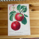 Vintage Botanical Print Antique APPLES  - Metal Wall Sign