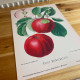 Vintage Botanical Print Antique APPLES  - Metal Wall Sign