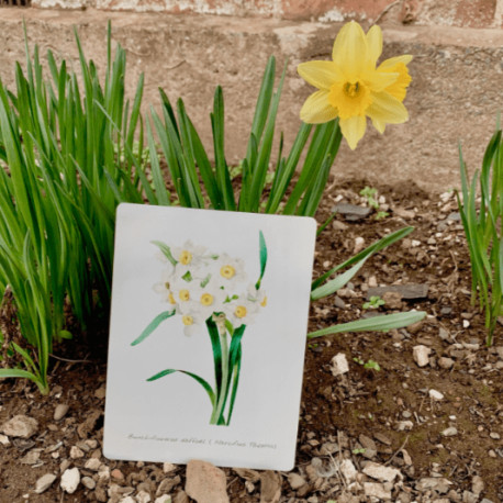 Vintage Flower illustration daffodil - Metal Wall Sign