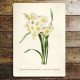 Vintage Flower illustration daffodil - Metal Wall Sign