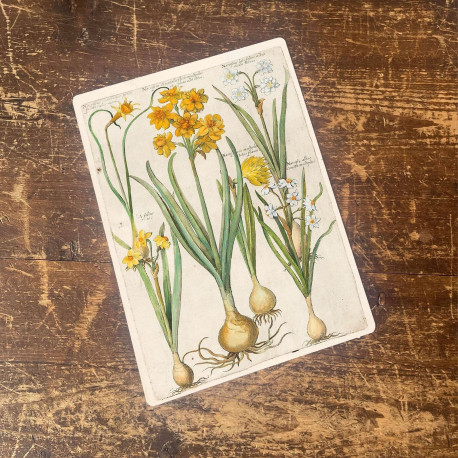 Vintage Flower illustration yellow iris   - Metal Wall Sign