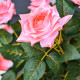 Outsunny Artificial Plants Pink Rose Floral in Pot, Fake Plants for Home Indoor Outdoor Decor, 90cm