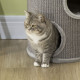 PawHut Cat Climbing Frame, Covered with Sisal, Cosy Platform - Light Grey