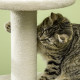 PawHut Cat Tree, with Scratching Post, Cat House &amp; Hanging Toy Ball - Beige