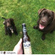 Woof &amp; Brew - Bottom Sniffer Dog Beer