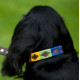 Pioneros Polo Dog Collar - Rainbow