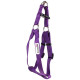 Doodlebone Bold Dog Harness - Various Colours