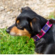 Pioneros Polo Dog Collar - Purple / Berry / White Stripe