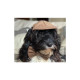 Brown Tweed Dog Bow Tie &amp; Dog Hat Set