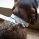 Project Blu - Goa Eco Dog Collar