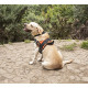 RAC Advanced Walking Dog Harness