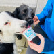 Cool Dog - Vegan Ice Cream For Dogs x12