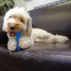 Chillax - Cool Bone Dog Cooling Toy