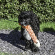 Tough Twist - Textured Fish Dog Toy