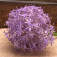 76cm Single Allium Lavender