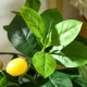 Set of 2 Artificial Plants, Lemon and Orange Tree with Pot, for Home Indoor Decor, 60cm