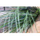 PVC Grass Bush 68cm