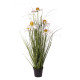 Wild Flower Plant Potted 60cm