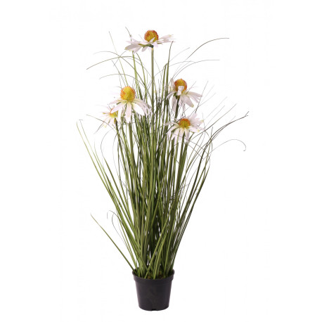 Wild Flower Plant Potted 60cm