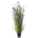 Wild Flower Plant Potted 122cm